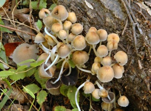 Mushrooms with leaves and bark