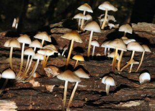 How the magic of mushrooms inspired magical science writing about ecology