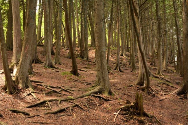 A forest in Door County, Wisconsin