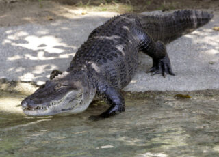 A science writer with comedic timing profiles an alligator with star power