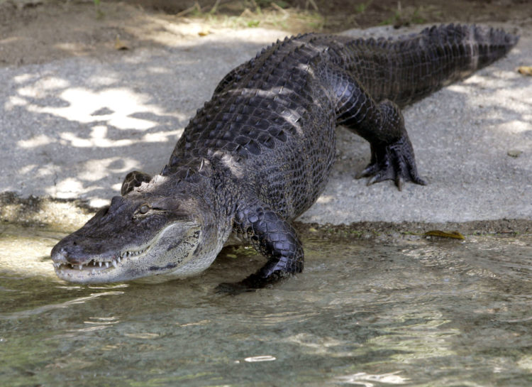 Image for A science writer with comedic timing profiles an alligator with star power