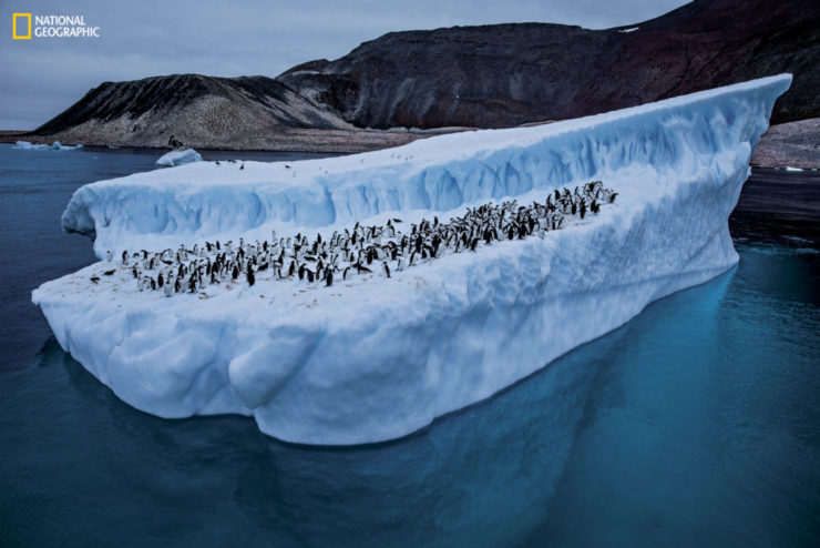 Image for Braving the Drake Passage, swimming with leopard seals and interviewing a non-talker