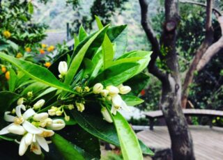 The oranges of John McPhee, on the page and on backyard trees