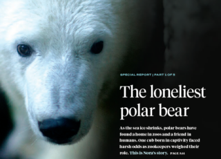 About a bear: The story behind the story of "The Loneliest Polar Bear"