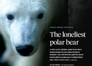 About a bear: The story behind the story of "The Loneliest Polar Bear"