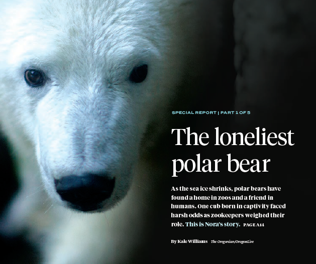 Image for About a bear: The story behind the story of “The Loneliest Polar Bear”