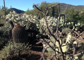 The Sixth Cactus: When green becomes so much more than green