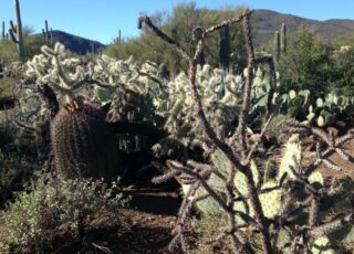 The Sixth Cactus: When green becomes so much more than green