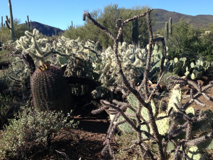 Image for The Sixth Cactus: When green becomes so much more than green