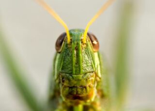 What the "Insect Apocalypse" reveals about faulty human memory