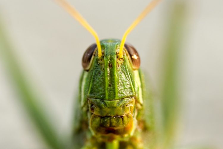 Image for What the “Insect Apocalypse” reveals about faulty human memory