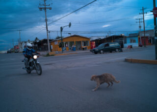 How Michelle Garcia told the story of Juárez, a city lost to violence, through its dogs