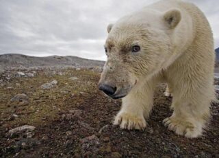 Paul Nicklen's Polar Obsession: &quot;I had finally found a way to really connect with readers&quot;