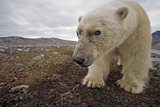 Image for Paul Nicklen’s Polar Obsession: "I had finally found a way to really connect with readers"