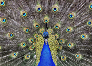 Is literary journalism the peacock of the news world? So much useful beauty