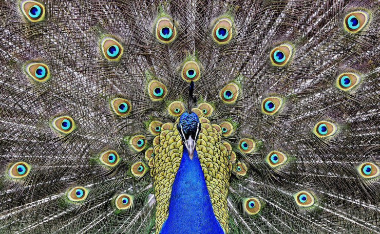 Image for Is literary journalism the peacock of the news world? So much useful beauty