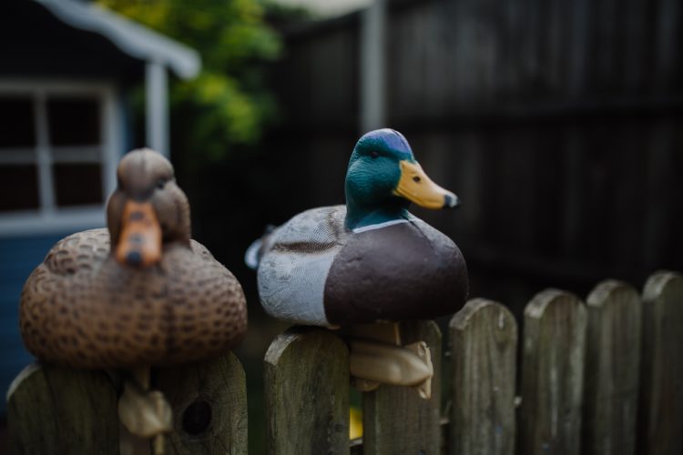 Image for Gratitude Notes (#22): Carved ducks and coffee