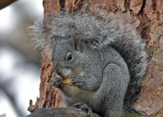 Squirrels (and newspapers) as threatened species