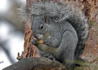 Squirrels (and newspapers) as threatened species