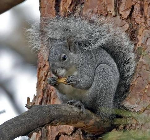 Image for Squirrels (and newspapers) as threatened species