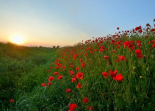 Remembering Memorial Day ~ and the sparks of fresh stories