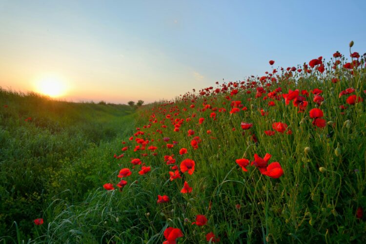 Image for Remembering Memorial Day ~ and the sparks of fresh stories