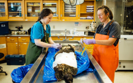 Image for Getting the story: How 7 writers found their idea and main characters