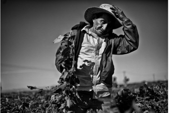 This image of farm worker Hector Ramirez ran with the first story in the series. Photo by Michael Robinson Chavez/ Los Angeles Times.