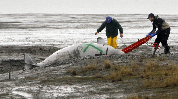 Kathy Burek, left, gets ready to examine a dead Beluga whale found on the mud flats near downtown Anchorage in 2009.
