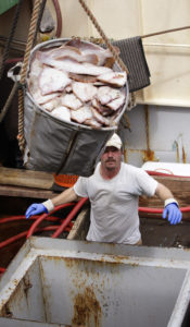 A crewman helps offload catch in New Bedford, Mass. 