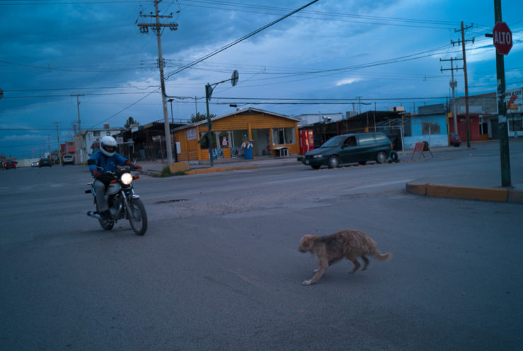 A stray dog dodges traffic in Juarez, Mexico, in August 2013. In 2010-2011, the stray population of Juarez swelled almost ten-fold, as the drug war and recession tore apart the social fabric that suported them. 