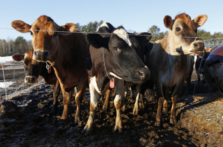 Dairy cows await milking at a farm in Newcastle, Maine. 