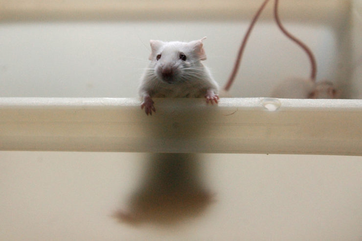 A mouse looks on at an Argentine laboratory.