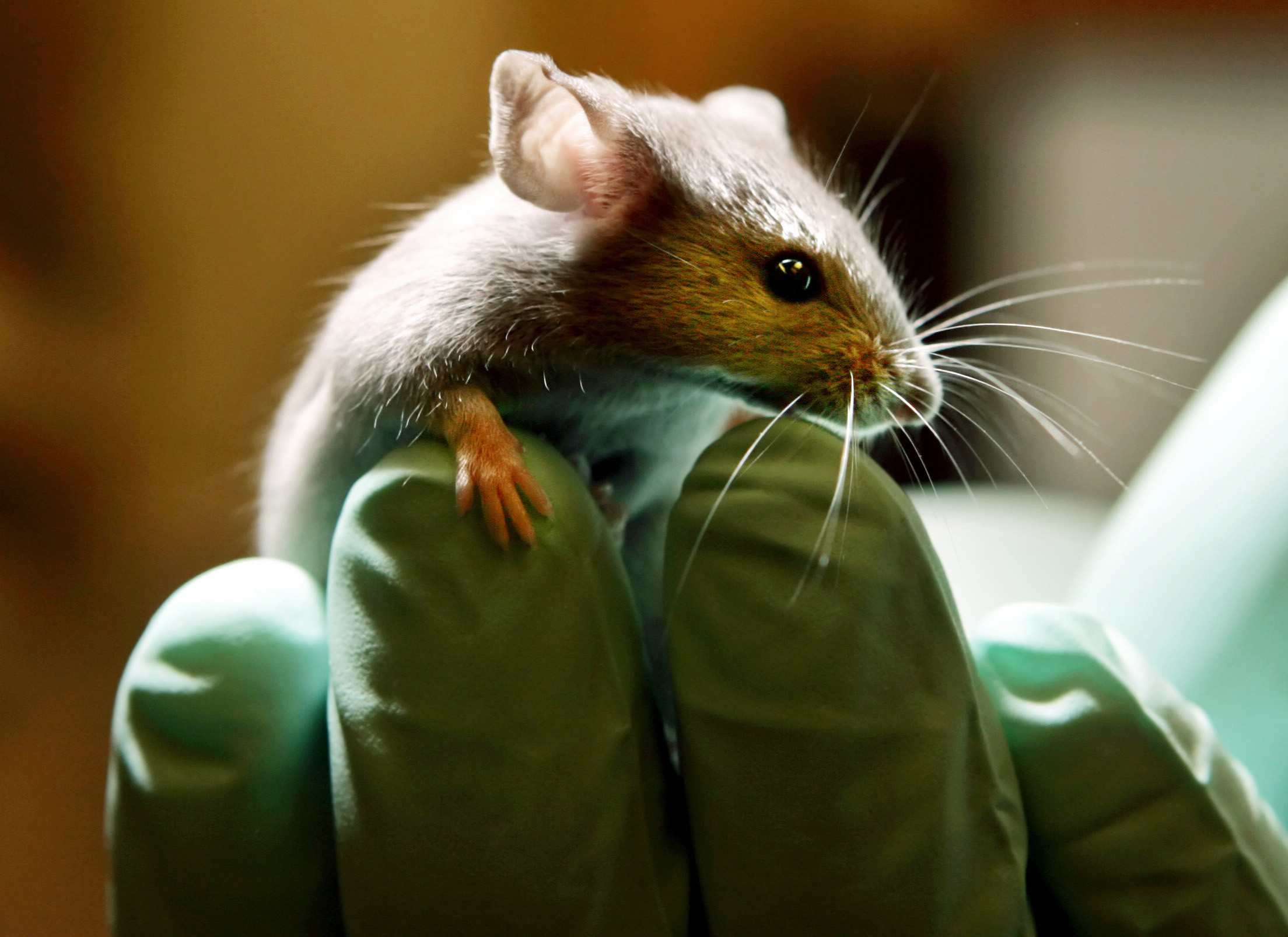 A laboratory mouse as it looks over the gloved hand of a technician at the Jackson Laboratory in Bar Harbor, Maine.