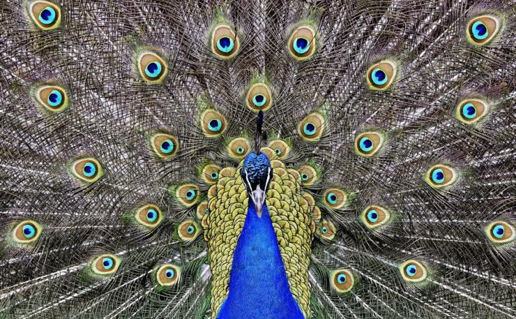 Peacock feathers are off limits to the plumassier, unless he can find vintage ones. 