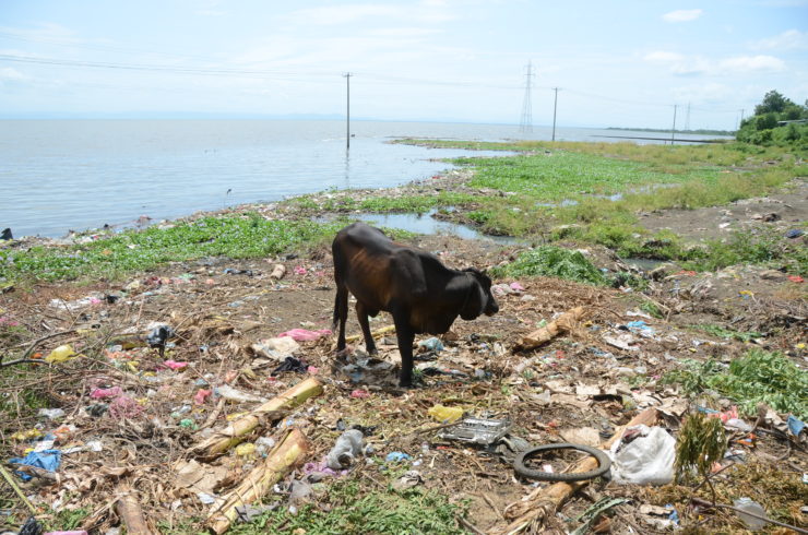 An animal stands among garbage.