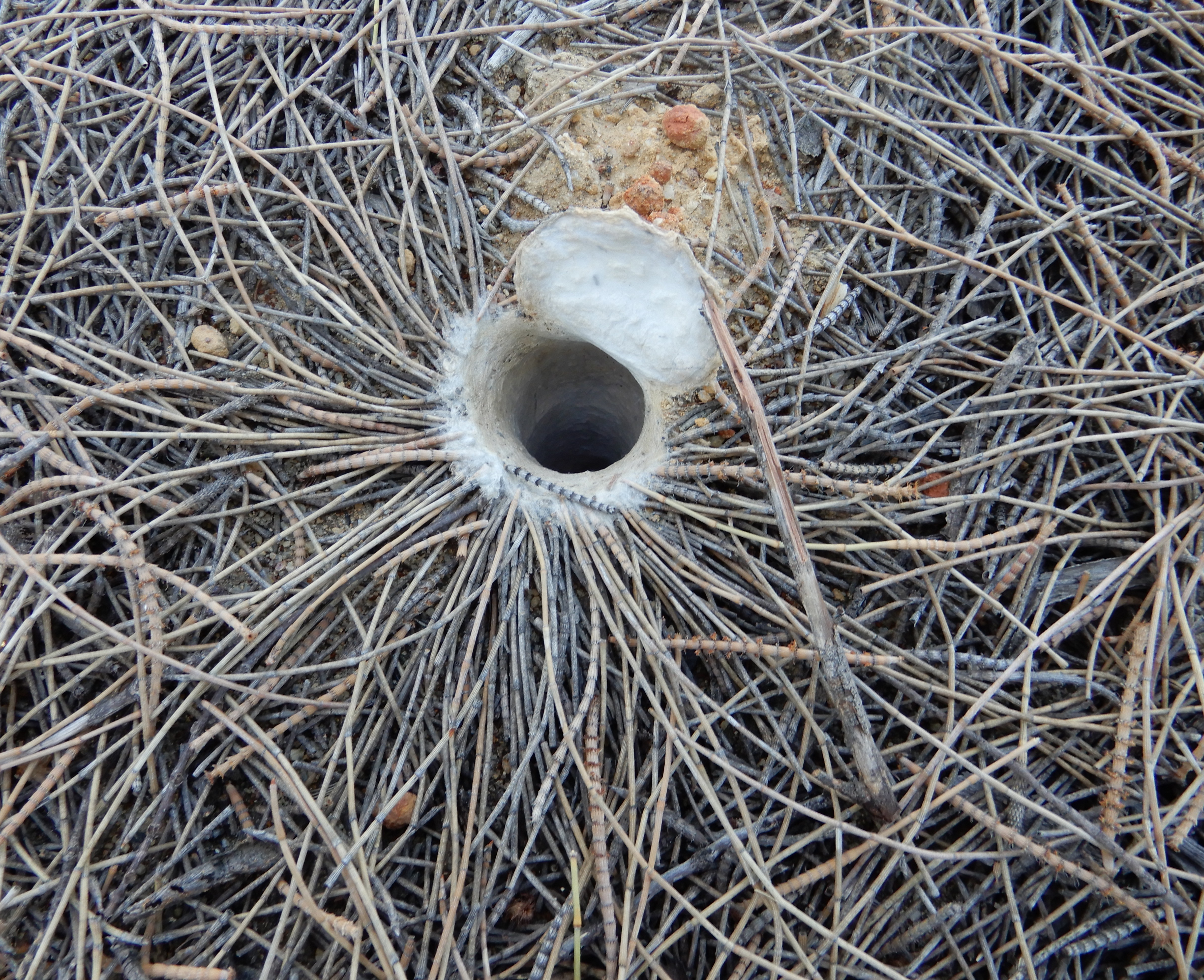 spiders burrowing in the ground