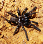 Spider 16 who, at 43, lived longer than any other known and studied arachnid
