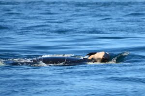 J35, the Puget Sound orca known as Tahlequah, carries her dead, infant calf on a days-long journey of mourning. The female calf's face is center in this photo