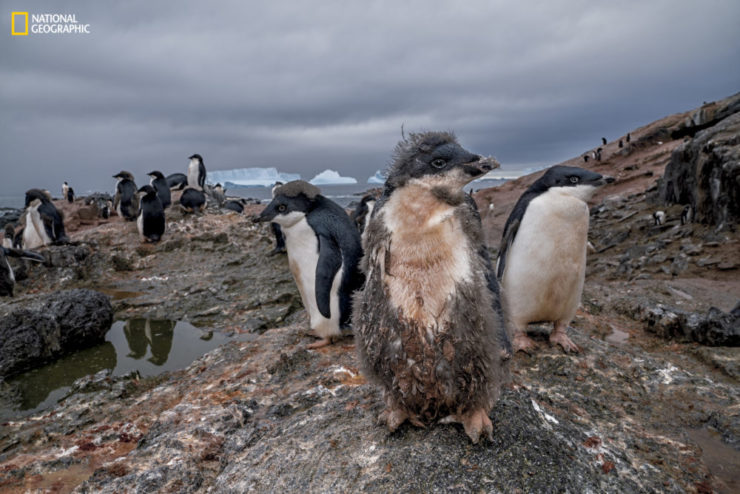 A damp Adélie fledgling struggles to shake the moisture from its muddy down. Warming has increased precipitation so much along the western Antarctic Peninsula that many penguin chicks— whose moisture-repelling feathers haven’t yet come in— get soaked and then freeze to death in polar winds.