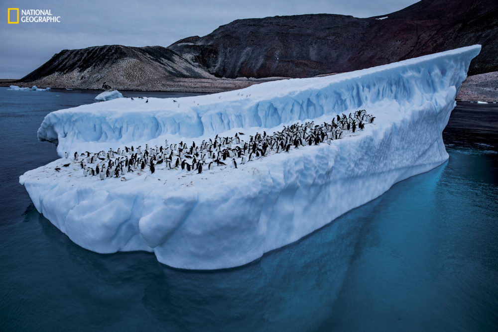 Braving the Drake Passage, swimming with leopard seals and interviewing ...