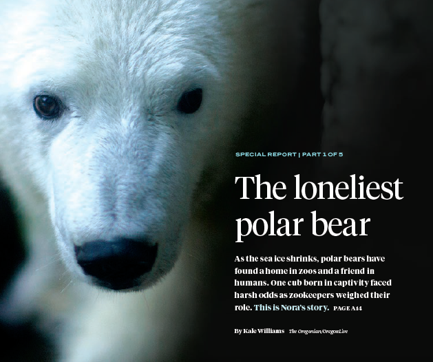 Loneliest Polar Bear 