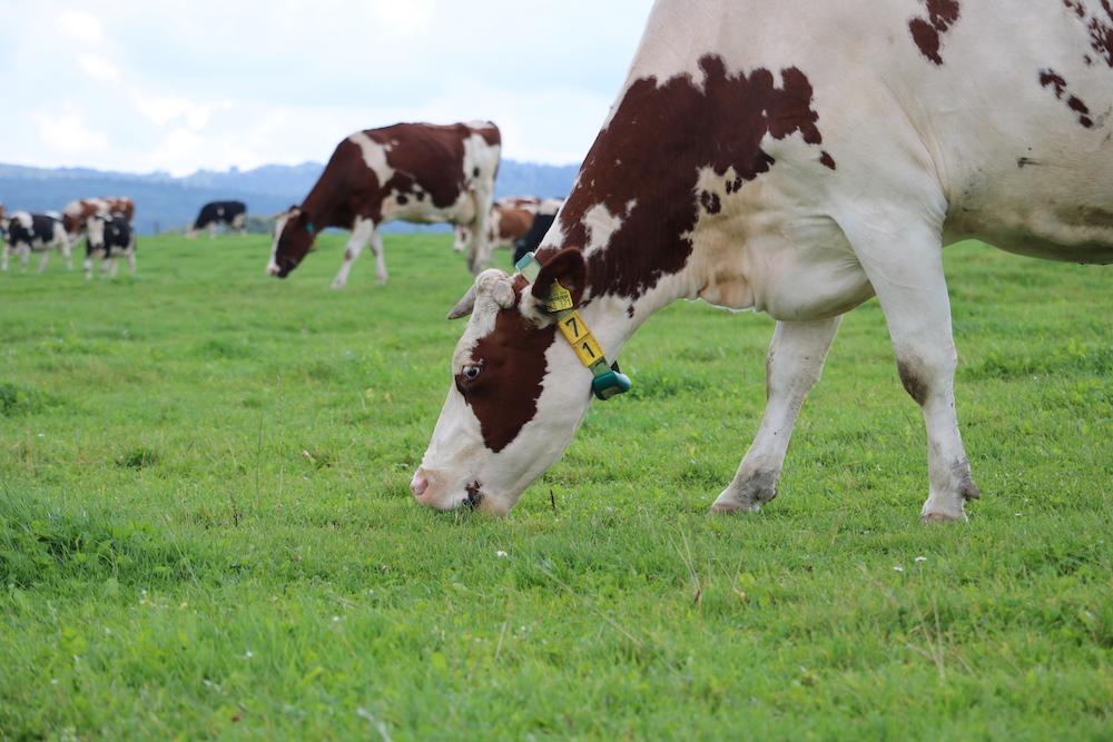 The German broadcasting corporation Westdeutscher Rundfunk made a chatbot to track and share the milk production, health, eating behavior, and activity levels of three cows, including one  named Uschi, pictured above