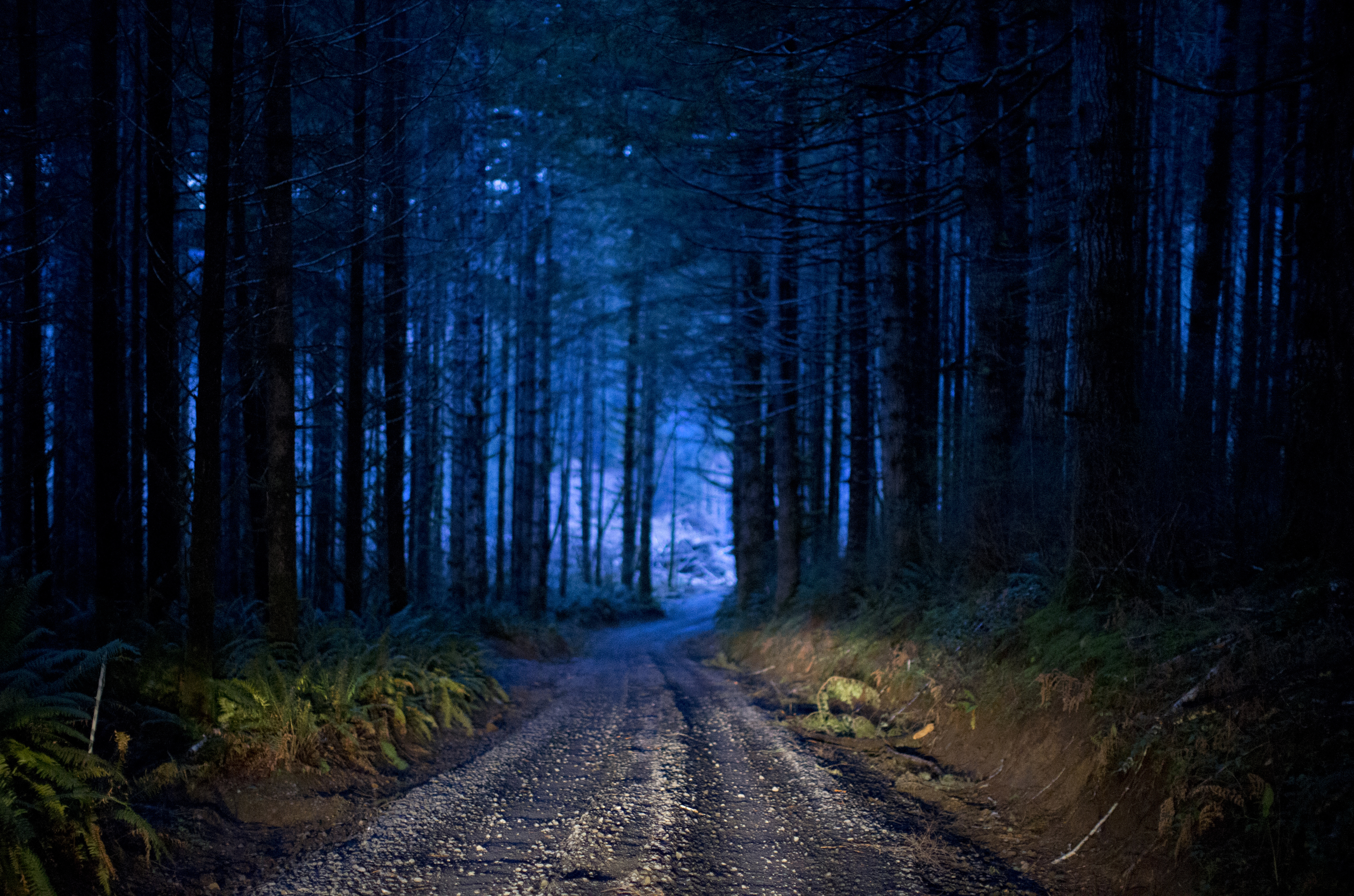 An old logging road just off Highway 20 on the Oregon coast near where Melissa Sanders and Sheila Swanson's bodies were discovered in 1992 by local hunters. Melissa and Sheila joined a list of girls last heard from or seen late at night in this coastal community. Decades later, their cold case murders were tied to suspected serial killer John Ackroyd.