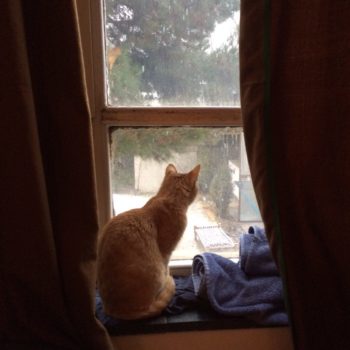 “Cat looking out my window in Kabul: Before the bomb that shattered the glass."