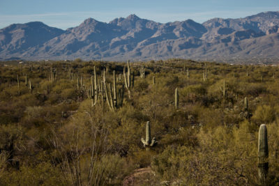 A saguaro forest in Arizona.