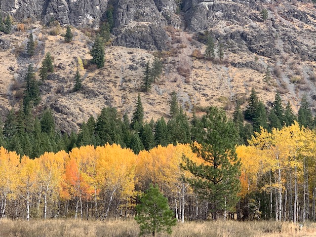 Autumn trees in the North Cascade mountains