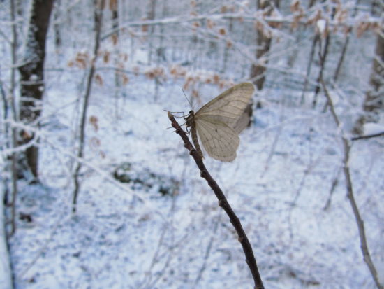 Moth on a branch in winter