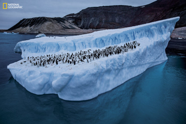 A colony of Adelie penguins in Antarctica