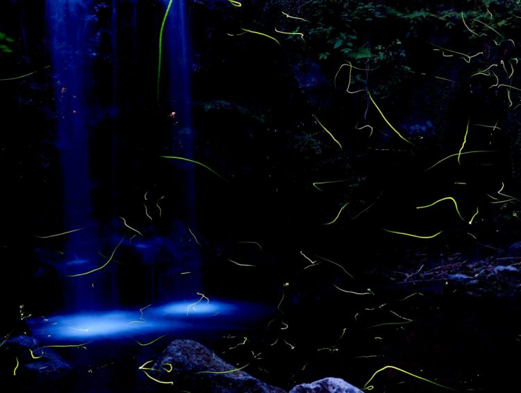 Fireflies in a wooded area at night